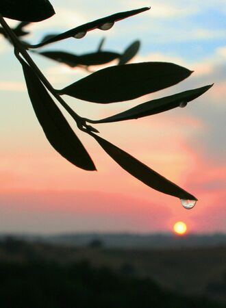 Pink sunsetの素材