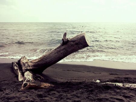 Wood on the beachの素材