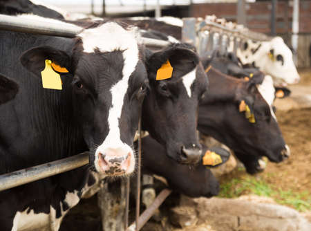cows head peeking over the fence in the barnの写真素材