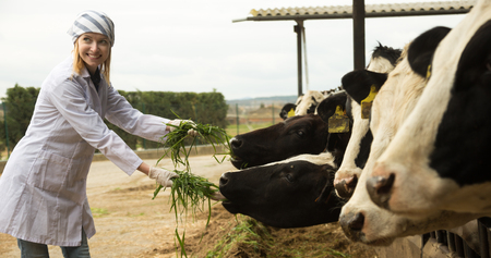 Portrait of happy Young vet feeding cows in cowhouse outdoors. Focus on cowの写真素材