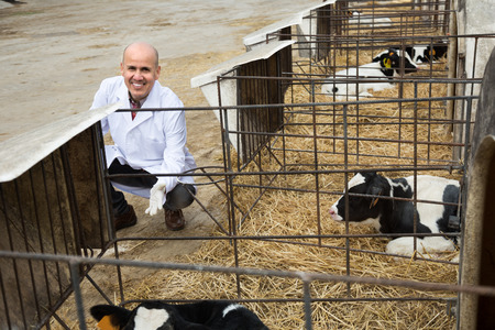 Portrait of smiling mature Male vet employee  with dairy cattle in farmの写真素材