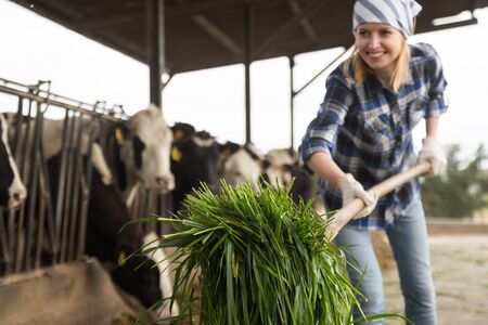 ordinary Cheerful cowgirl working with milking herd at cowhouse in farm. focus on grassの写真素材