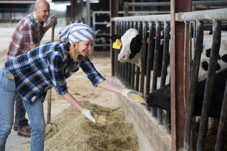 Young Female technician taking care of cows in cows barnの写真素材
