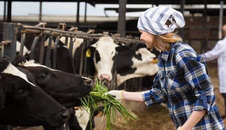 Young Female taking care of cows in cows barnの写真素材