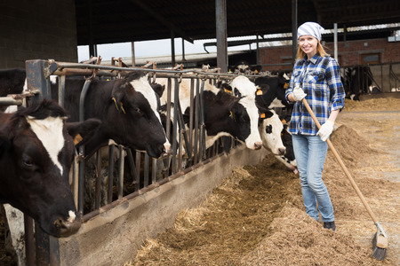 smiling Young woman taking care of cows in cows barnの写真素材