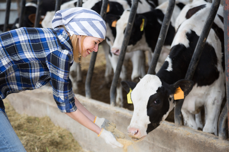 caucasian nice Cheerful cowgirl working with milking herd at cowhouse in farmの写真素材