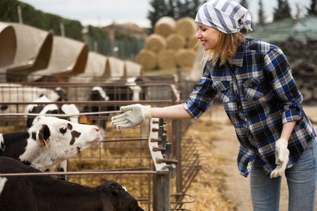 smiling Female technician working with milky cows in cowhouse outdoorsの写真素材