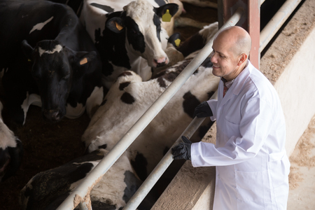 Portrait of spanish senior vet caring cows in cowhouse outdoorsの写真素材