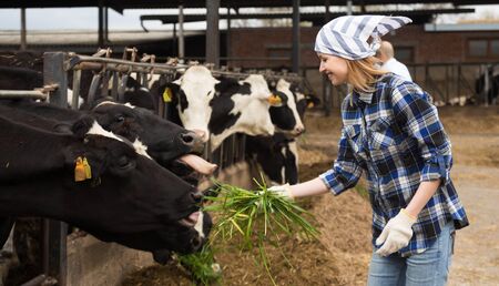 Cheerful Female working with milking herd at cowhouse in farmの写真素材