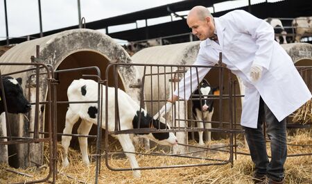 bald elderly male vet taking care of dairy herd at farmの写真素材