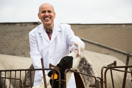 mature veterinary technician working in white robe with milky cows in cowhouse outdoorsの写真素材