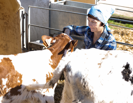 woman taking care of dairy herd in livestock farmの写真素材