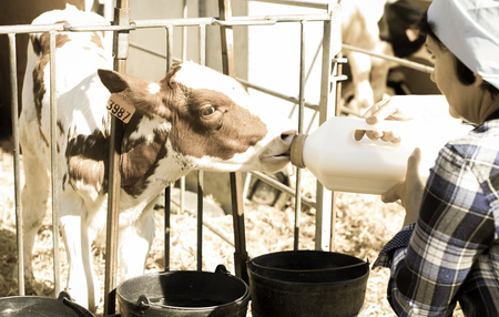 woman taking care of dairy herd in livestock farmの写真素材