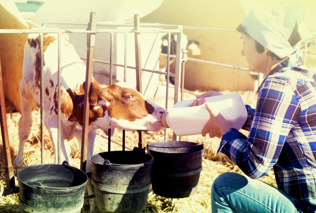 woman feeds two week old calf from bottle with dummyの写真素材