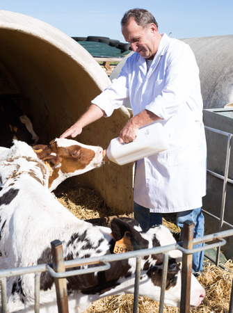 male veterinarian is feeding newborn calf in barnの写真素材