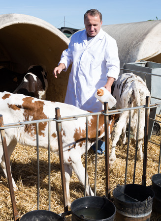 male veterinarian is feeding newborn calf in barnの写真素材