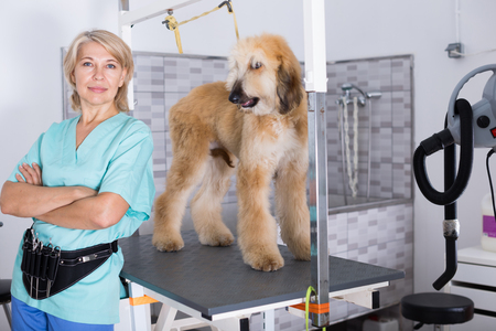 Professional woman hairdresser posing with Afghan puppy Shepherd in beauty salon for animalsの写真素材