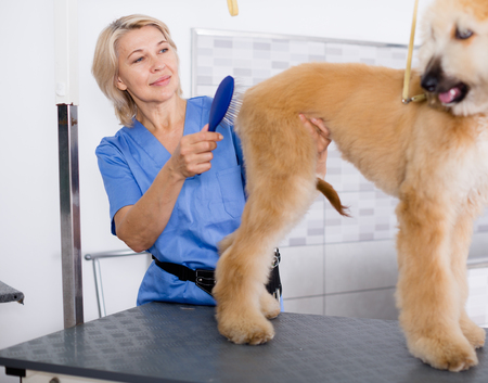 female professional combing puppy in hairdresserの写真素材