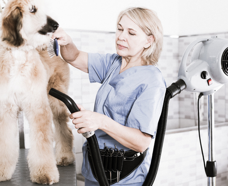 woman hairdresser professional dries hair by fen dog fur Afghan hound dog in hairdresser for animalの写真素材