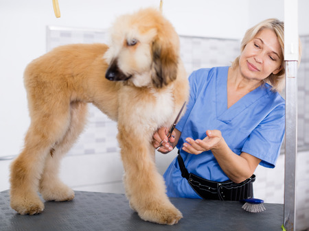 female professional combing puppy in hairdresserの写真素材