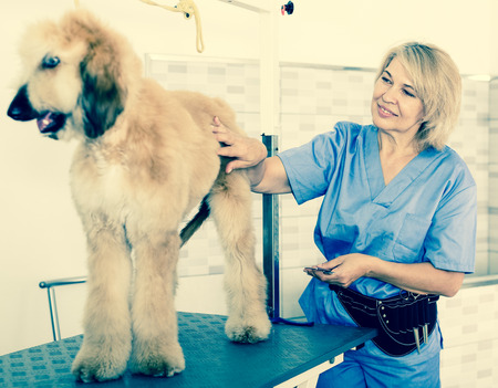 Professional woman hairdresser cuts Afghan puppy Shepherd in beauty salon for animalsの写真素材