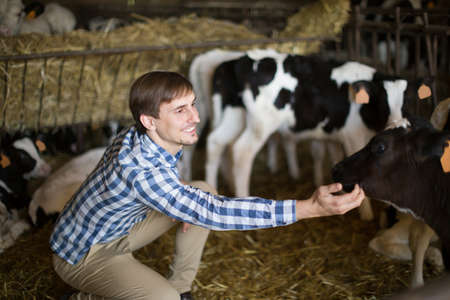 country Male employee  with dairy cattle in livestock farmの写真素材