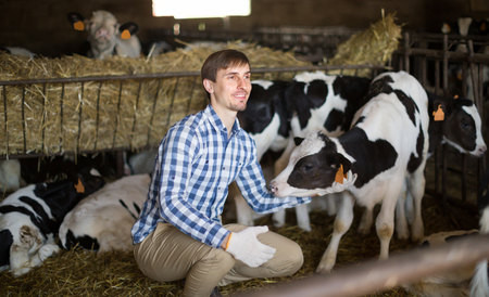country Male employee  with dairy cattle in livestock farmの写真素材