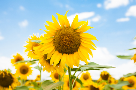 bright flowering sunflower on the blue sky backgraundの写真素材