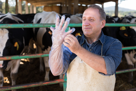 professional farmer prepares for artificial insemination of cowsの写真素材