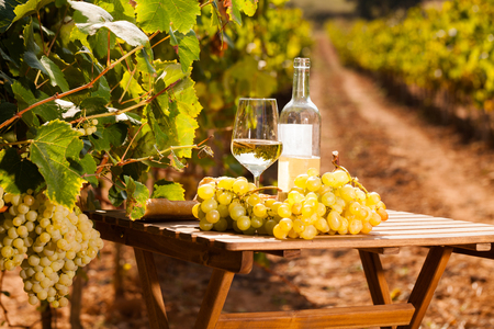glass of dry White wine ripe grapes and bread on table in vineyardの写真素材