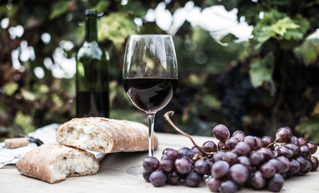 glass of wine and ripe grapes in the vineyard at summer