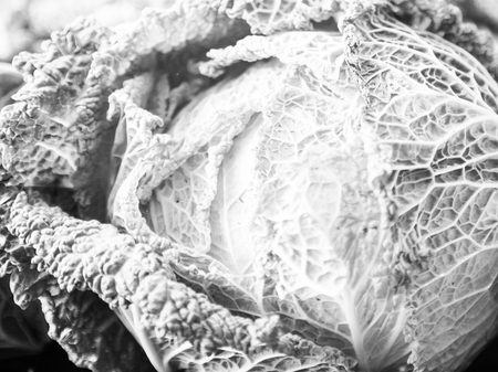 fresh cabbage on counter at marketの写真素材