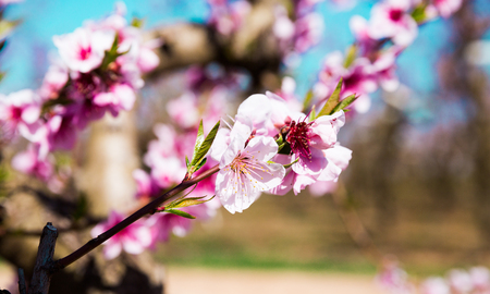 beautiful blooming peach trees in springの写真素材