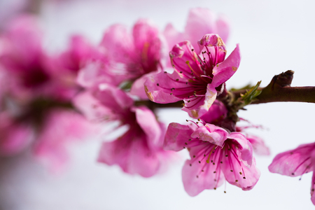 beautiful blooming peach trees in springの写真素材