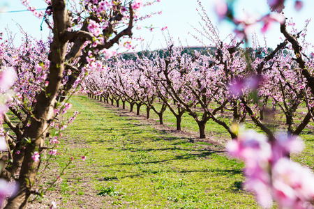 beautiful blooming peach trees in springの写真素材