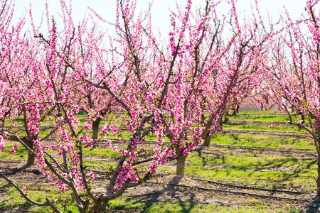 beautiful blooming peach trees in springの写真素材