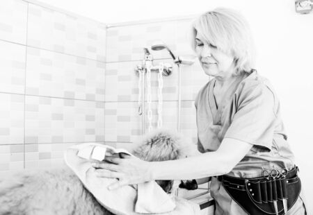 woman hairdresser wipes puppy of Afghan hound in hairdresser for dogsの写真素材