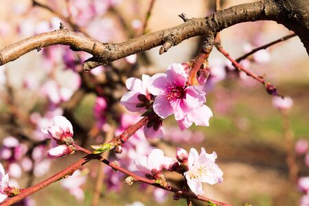 beautiful blooming peach trees in springの写真素材