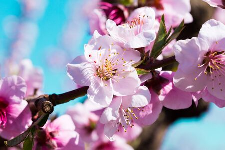 beautiful blooming peach trees in springの写真素材