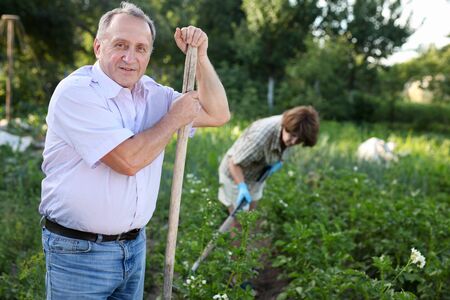Family works in the garden. Woman and man harrows potatoesの写真素材