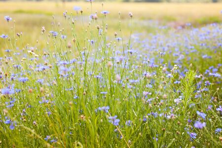 Summer landscape with bright blooming cornflowers in the fieldの写真素材