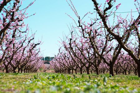 beautiful blooming peach trees in springの写真素材