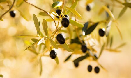 black olives on tree branches in groveの写真素材