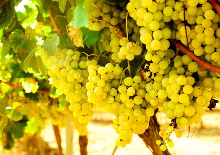 Ripe bunches of green grapes hanging in vineyardsの写真素材