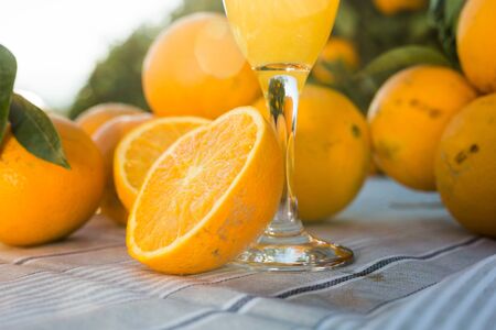 juicy oranges and juice on table in orange gardenの写真素材