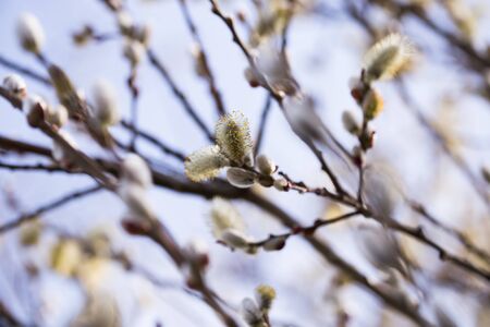 blooming spring shoots on salix branchesの写真素材