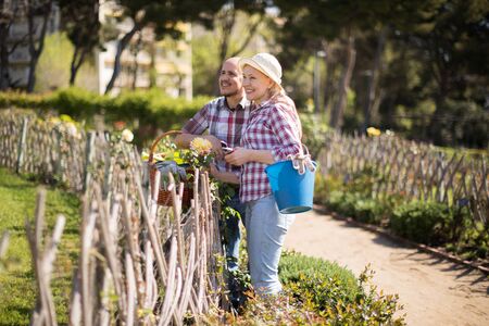 mature Family work in the garden. Woman and man grow rosesの写真素材