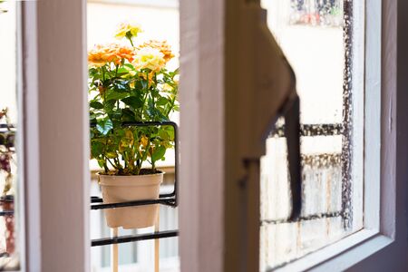 view from the room through a transparent curtain and a window with wet glass onto a rose bush in a flower pot on the balcony during rainの写真素材