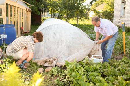 Elderly couple shelters plants from the cold