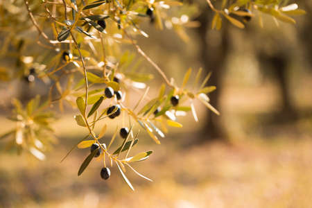 black olives on tree branches in groveの写真素材